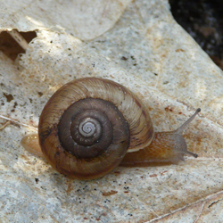 Image of Eastern Banded Tigersnail on a leaf