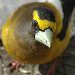 Close up image of Evening Grosbeak