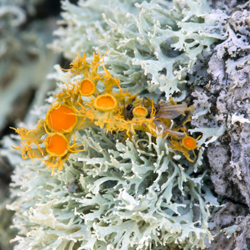 Image of Golden-eye Lichen