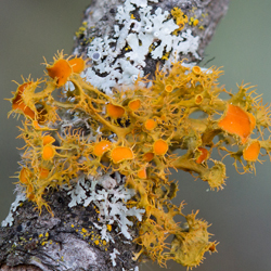 Map of Great Lakes region of the US and Canada