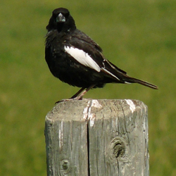Photo of a male Lark Bunting 