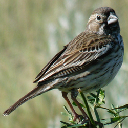 Image of a Lark Bunting
