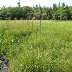 Image of Long's Bulrush habitat