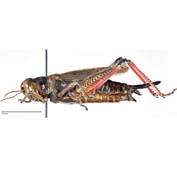 Photo of a female Magdalen Islands Grasshopper.