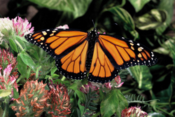 Image of a Monach butterfly