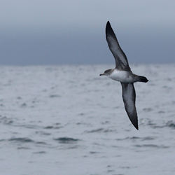 Lateral view of a Pink footed in flight
