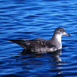 Image of a Pink-footed Shearwater in the water