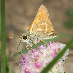 Sonora Skipper on a flower
