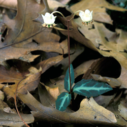 Image of Spotted Wintergreen within leaves