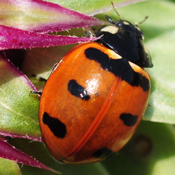 Transverse Lady Beetle on a leaf
