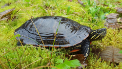 Image of a Western Painted Turtle in grass