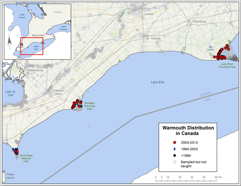 Map showing the distribution of the Warmouth in Canada