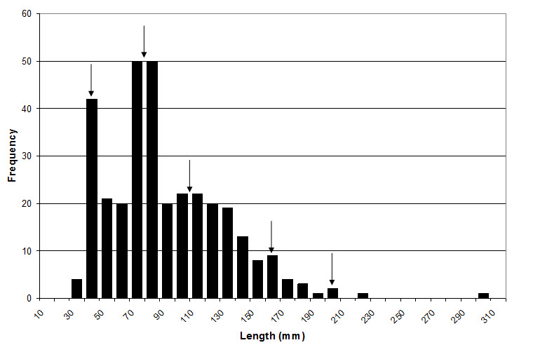 Chart illustrating the length-frequency relationship