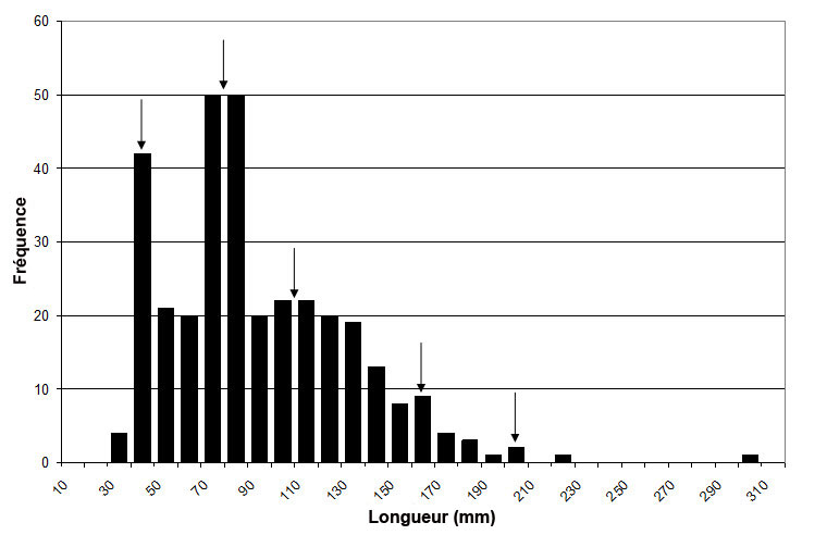 Histogramme illustrant la fréquence des tailles du crapet sac à lait