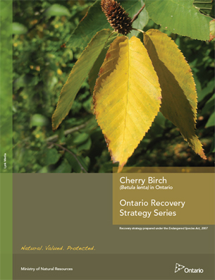 Cover photo: Part 2 - Recovery Strategy for the Cherry Birch (Betula lenta) in Ontario