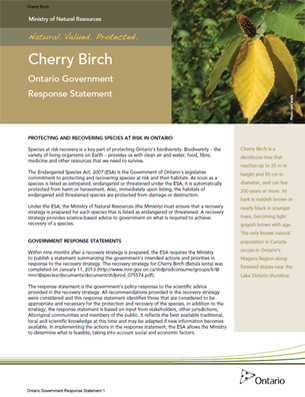 Cover photo: Part 3  – Cherry Birch: Ontario Government Response Statement
