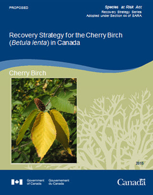 Cover photo: Recovery Strategy for the Cherry Birch (Betula lenta) in Canada