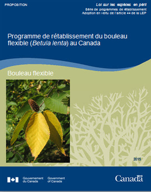 photo de couverture : Programme de rétablissement du bouleau flexible (Betula lenta) au Canada 2015