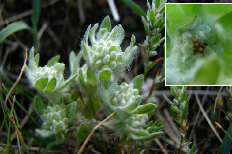 Dwarf Woolly-heads plant