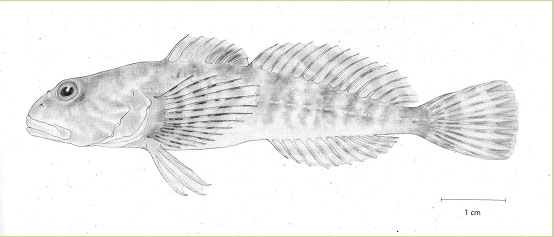 Figure 1. Illustration du chabot du Columbia (Cottus hubbsi), par Diana&nbsp;McPhail.