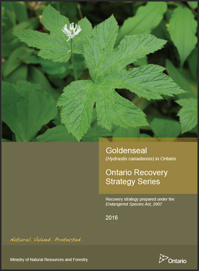 Recovery strategy for the Goldenseal