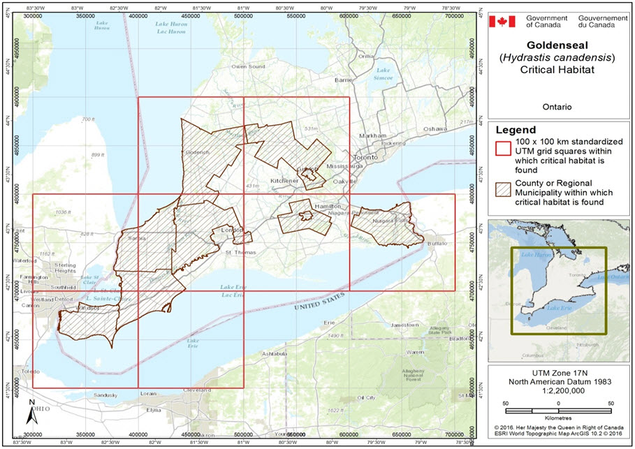 Grid squares that  contain critical habitat for Goldenseal in Canada