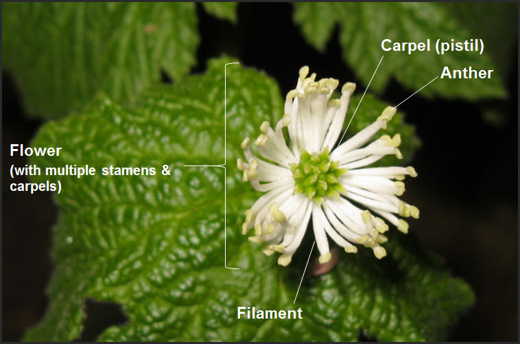 Recovery strategy for the Goldenseal (Hydrastis canadensis) in Canada