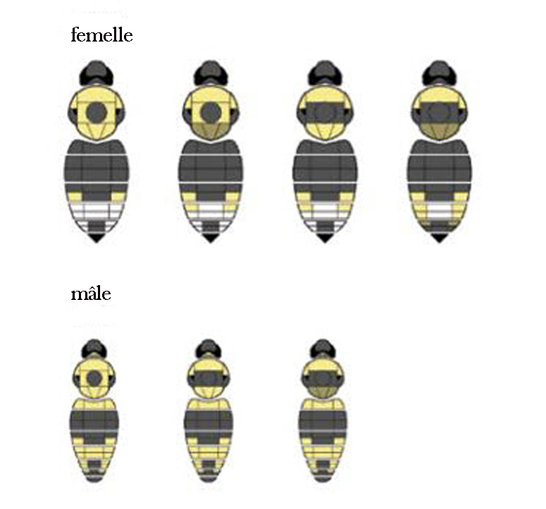 La description de cette image suit