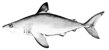 Figure 1. Dessin de maraîche (Lamna nasus) du Chili, mâle, 81 cm de LT. Dessin de M.H. Wagner (d’après Kato et al., 1967; fig. 29). Reproduit avec l’autorisation du Fish and Wildlife Service des États-Unis.