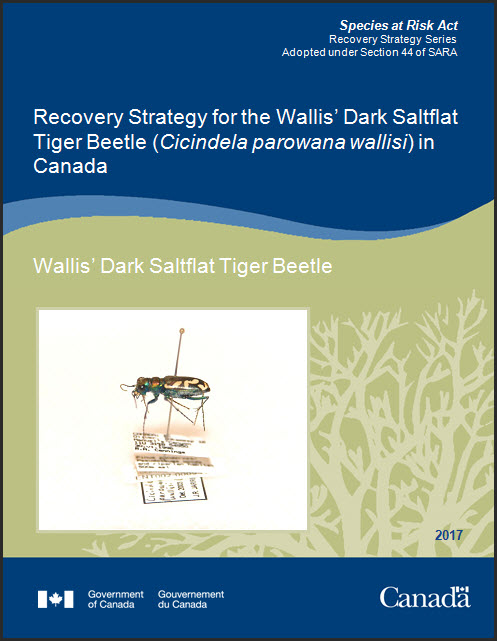 Wallis Dark Saltflat Tiger Beetle