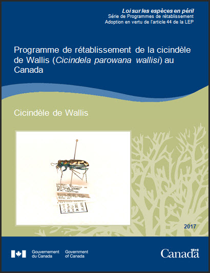 Cicindèle de Wallis