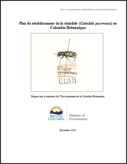 Plan de rétablissement de la cicindèle
