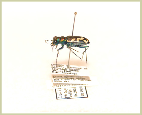 Photo of Wallis Dark Saltflat Tiger Beetle