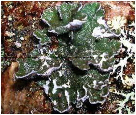 Photo of Boreal Felt Lichen