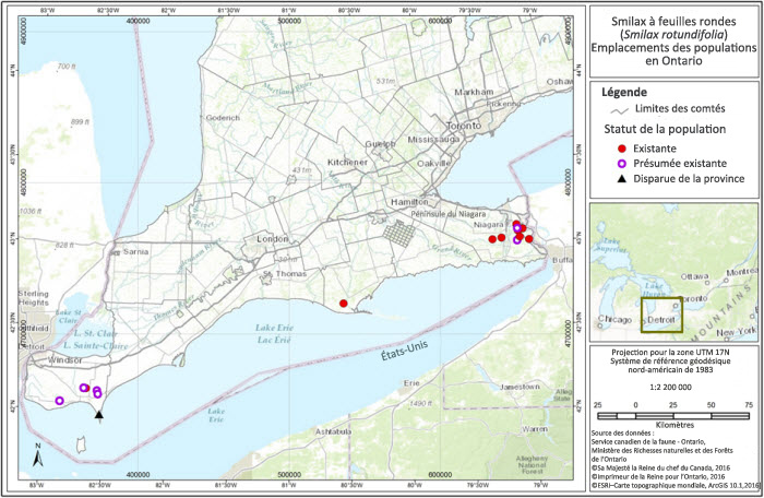 Répartition des populations locales de smilax à feuilles rondes en Ontario