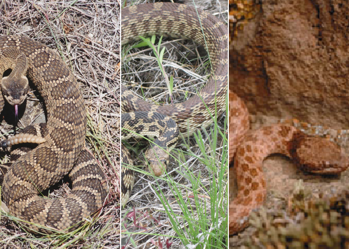 Photo of Western Rattlesnake, Great Basin Gophersnake, and Desert Nightsnake.