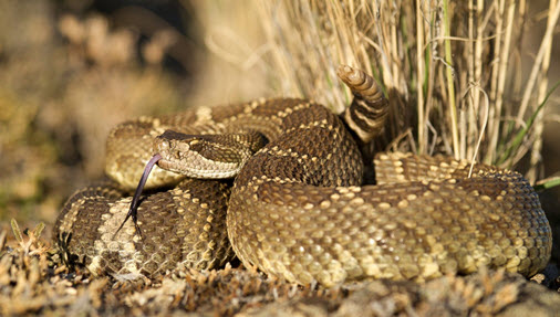 Western Rattlesnake coiled up within grass (see long description below)
