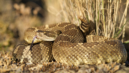 Crotale de l'Ouest enroulé dans l'herbe (voir longue description ci-dessous)