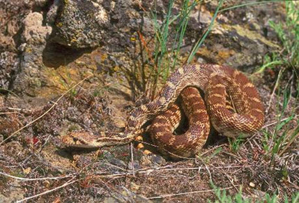 Photo of a Gopher Snake (see long description below)