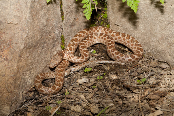 Photo of the Desert Nightsnake resting between to rocks (see long description below)