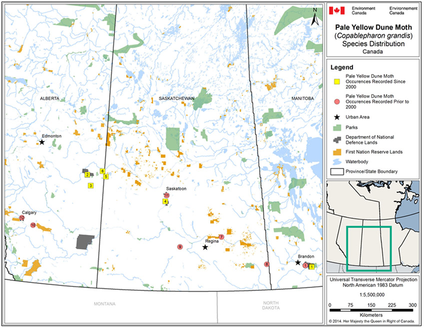 Distribution of Pale Yellow Dune Moth occurrence records in Canada