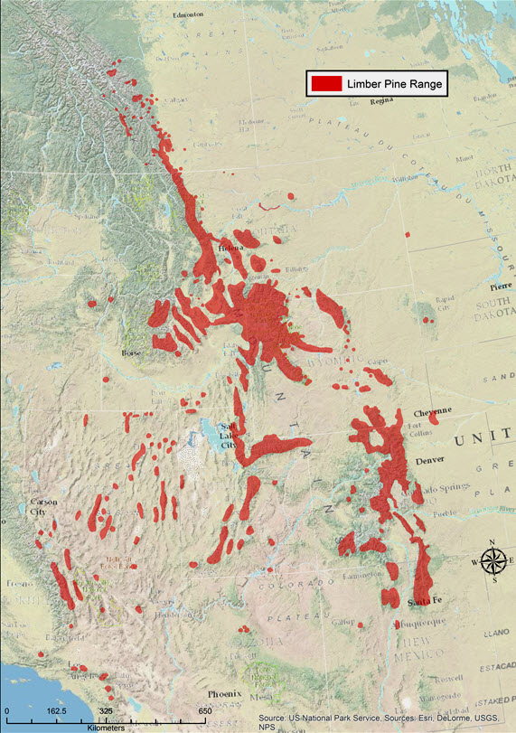 Map showing the global distribution of the Limber Pine in western North America.