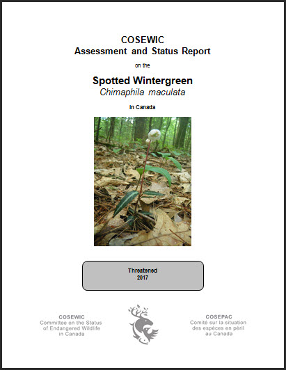 COSEWIC Assessment and status report on the Spotted Wintergreen