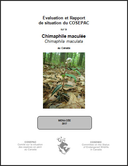 Évaluation et rapport de situation du COSEPAC sur la Chimaphile maculée
