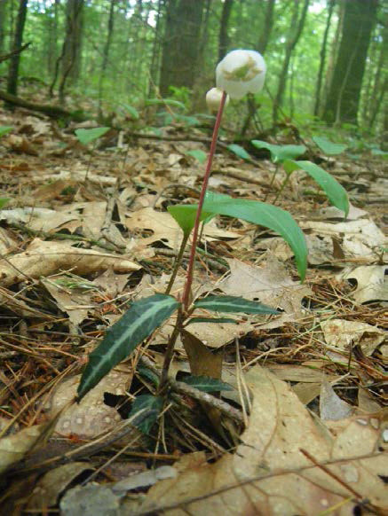 Spotted Wintergreen