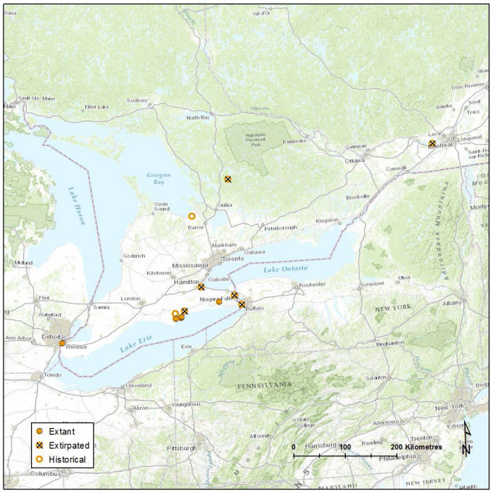 Subpopulations of Spotted Wintergreen in Canada