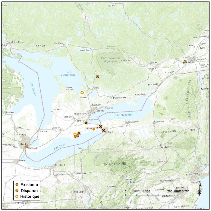 Sous-populations de  chimaphile maculée au Canada