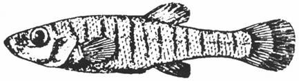 fondule barré (Fundulus diaphanus)