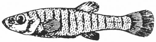 Illustration du fondule barré.
