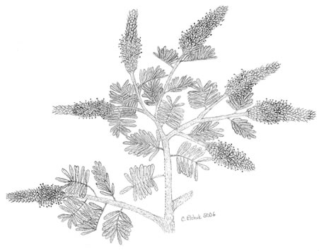 Frawing of Hairy Prairie-clover